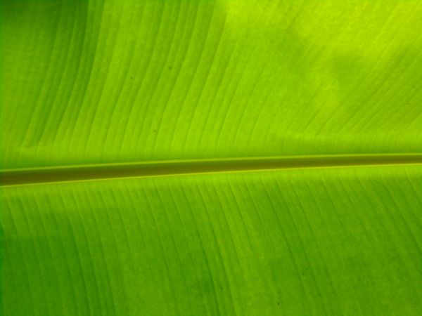 banana leafs