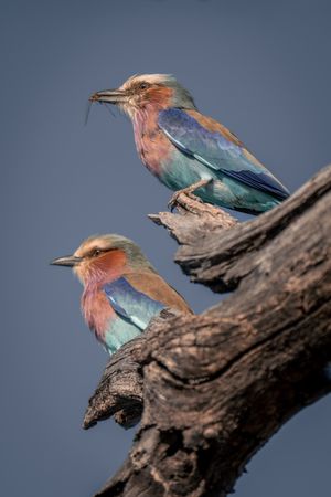 Side view of two lilac-breasted rollers on branch in sunshine