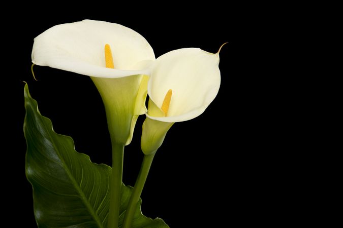 Two blooming calla lilly flowers with a green leaf on a dark background with copy space