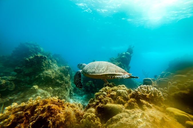 Turtle swimming in sea water
