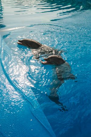 Dolphins swimming in pool during training