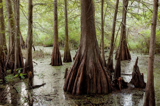 Tree trunks in swamp, Lafayette, Lousiana