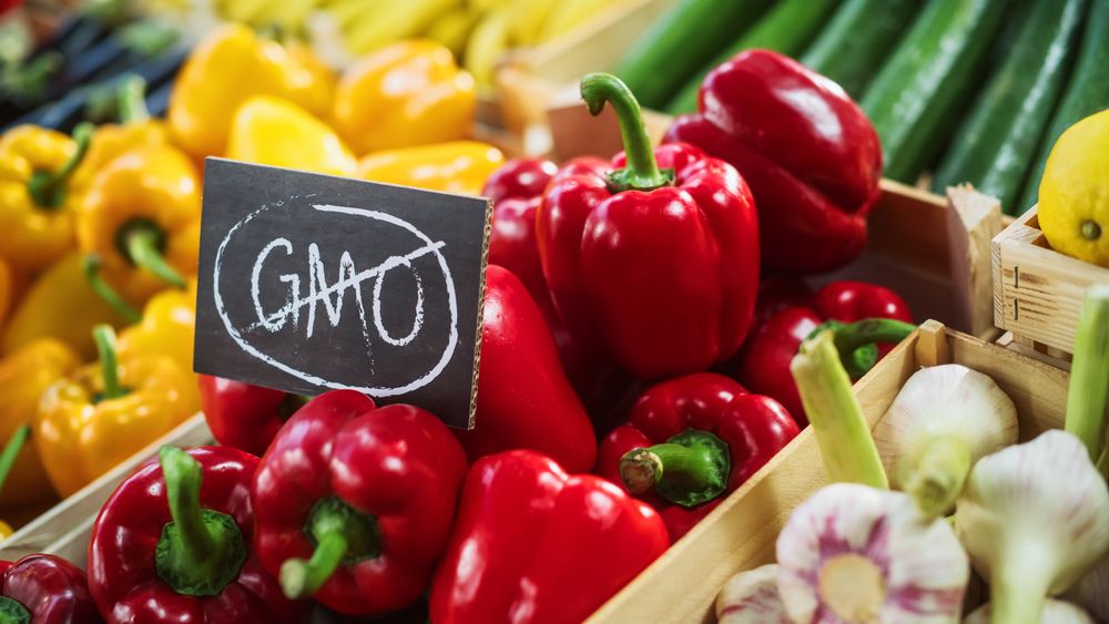No GMO Sign on a Farmers Market Food Stall with Fresh Organic Red Bell Peppers from a Local Farmland.