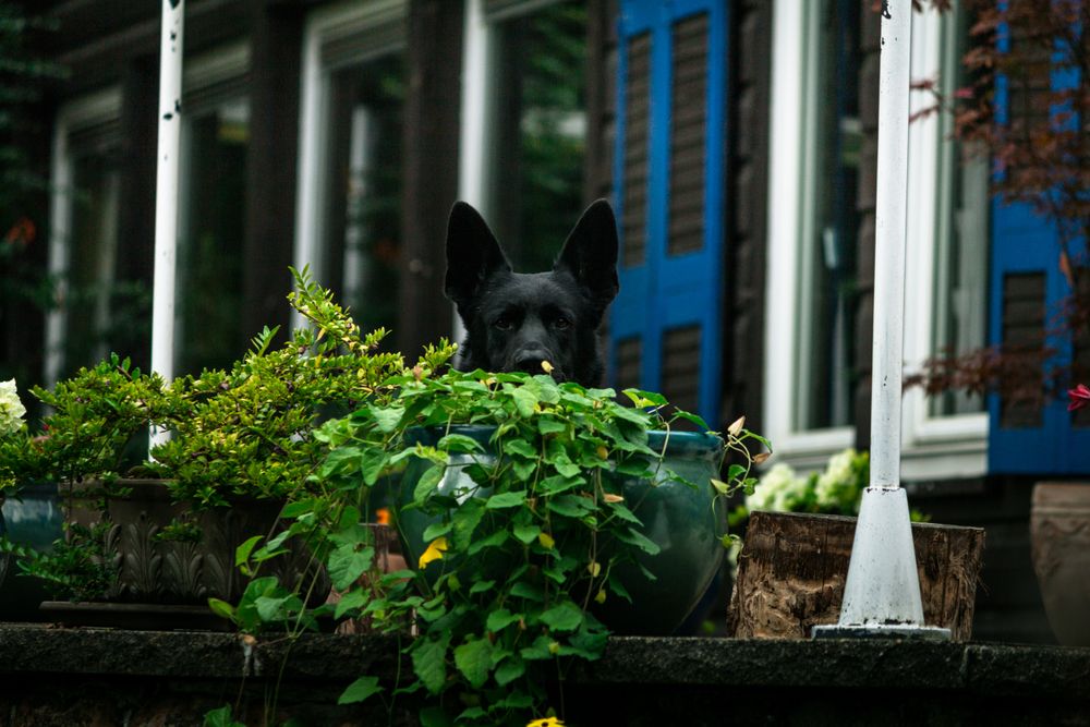 Dog sitting near potted plants