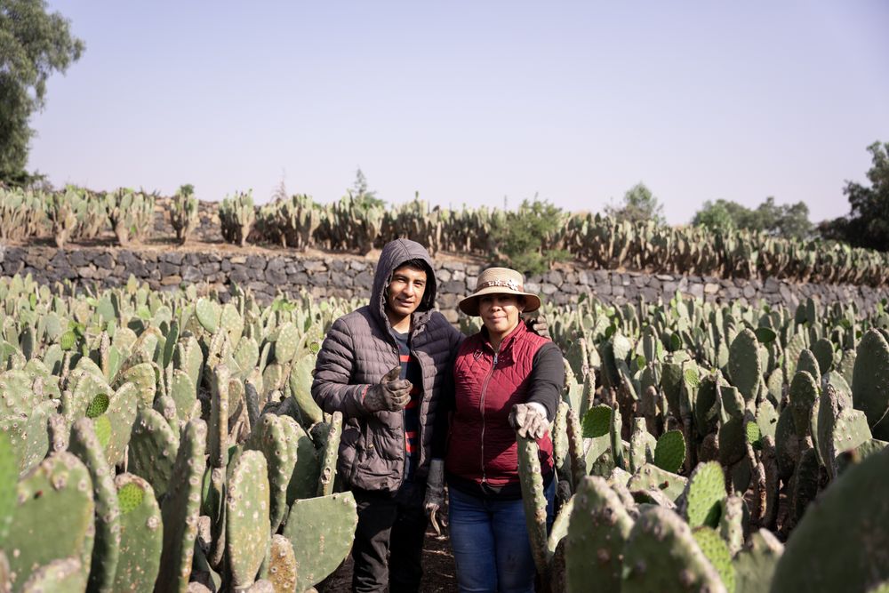 Mother and son are posing in a nopal field while working during the harvest