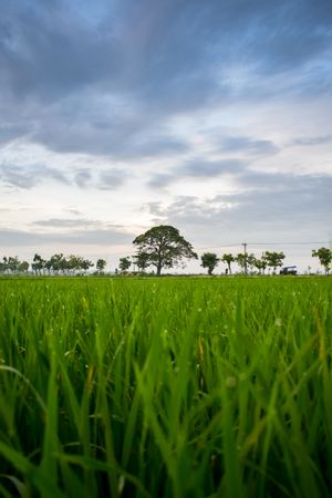 Close up of green grass in field surrounded by trees