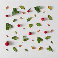 Green and red leaves, red berries on light  background