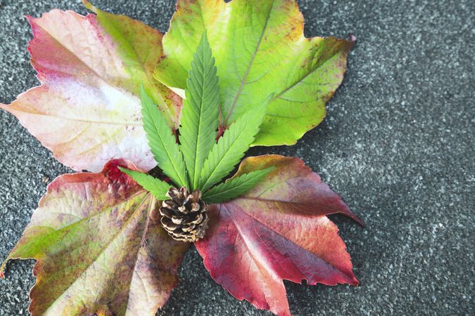 Fall leaves and pinecone with marijuana leaf on pavement