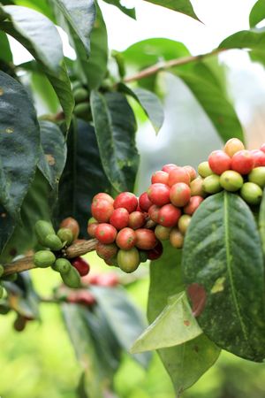 Coffee beans growing fresh in Indonesia