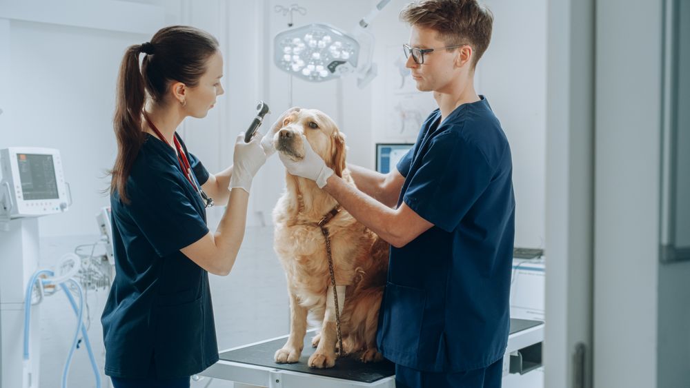 Veterinarians Examining the Eye of a Pet Golden Retriever with an Otoscope with a Flashlight.