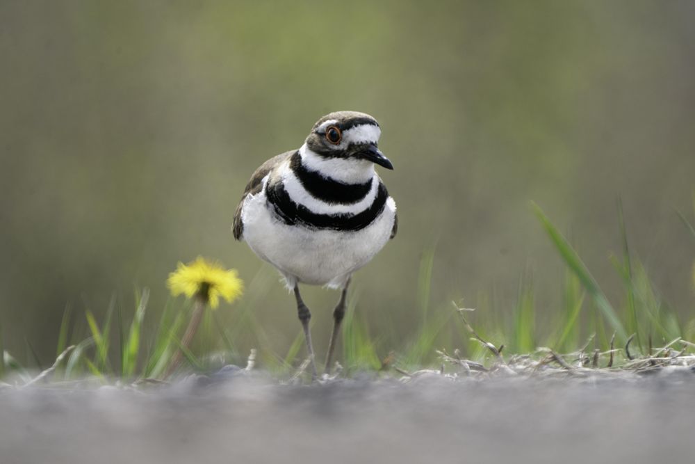 Killdeer walking at Lake Elmo Park Reserve in Minnesota