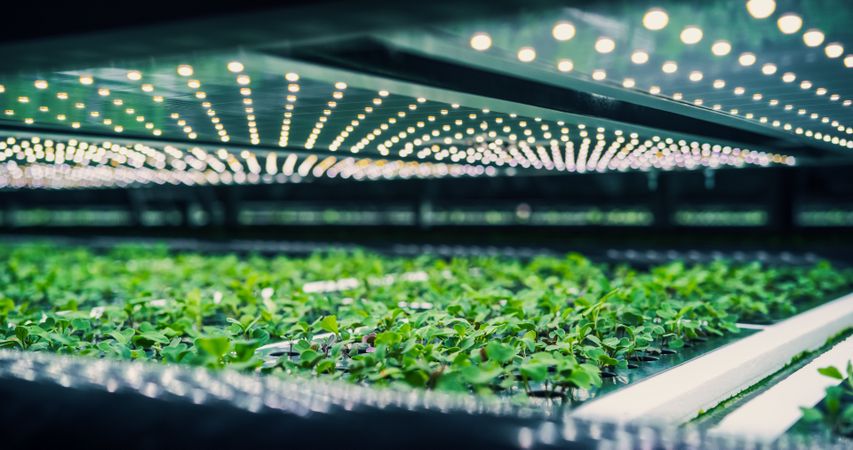 Growing Green Leaves in a Controlled Environment Agriculture at a Modern Vertical Farm. Automated Indoors Garden Facility with Hydroponics System. Company Cultivating Variety of Plants for Wholesale