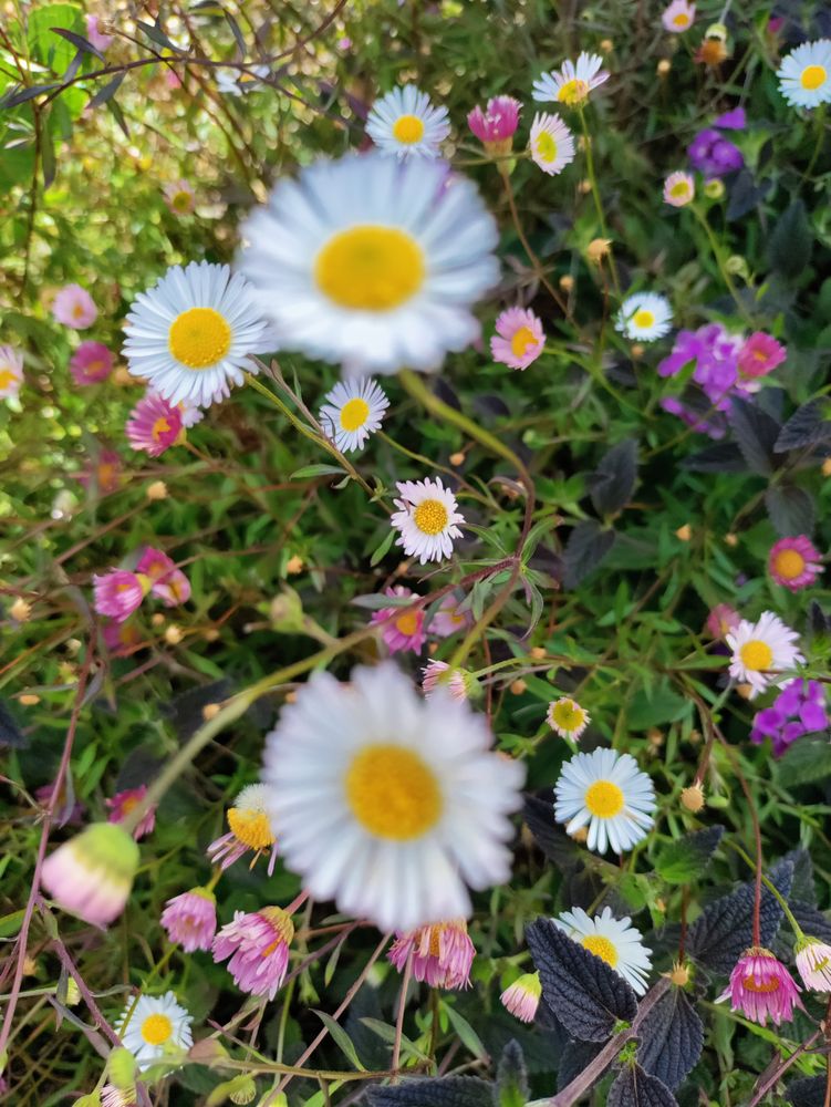 Scattered daisy fleabane flowers