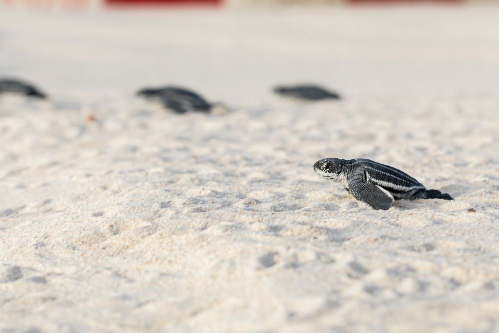 Baby turtles crawling on sand to water