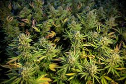 Room of cultivated marijuana