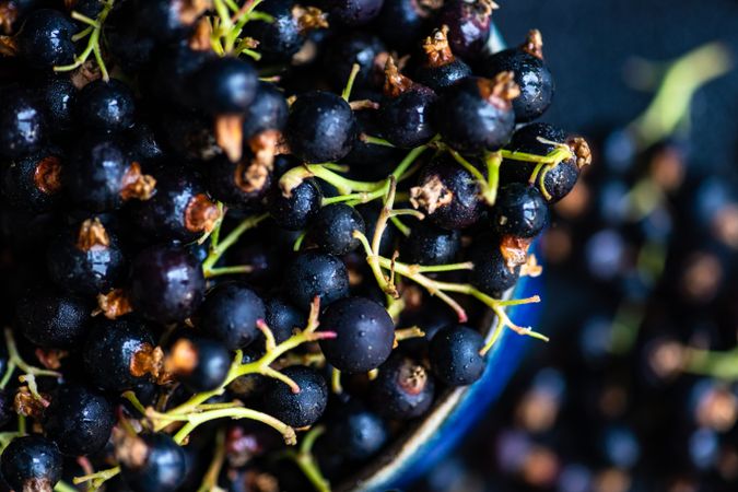 Close up of blackcurrant berries overflowing from cup