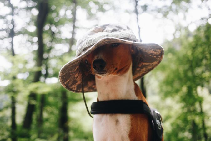 Basenji dog in hat