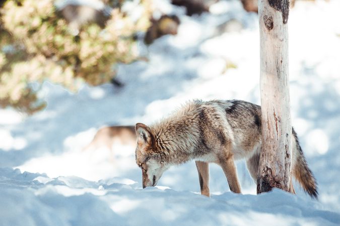 Wolf on hill near stones and snow