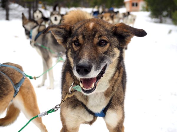 Joyful Spirit: Close-Up of a Happy Sled Dog in Action