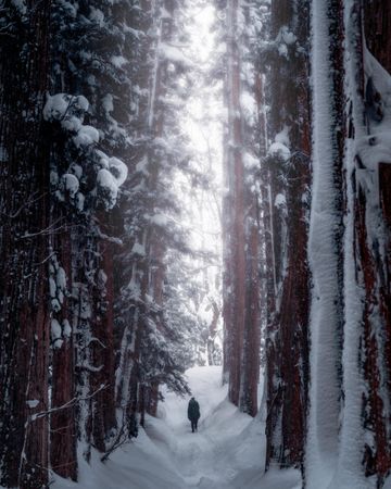 Person in snow-covered woods in Japan