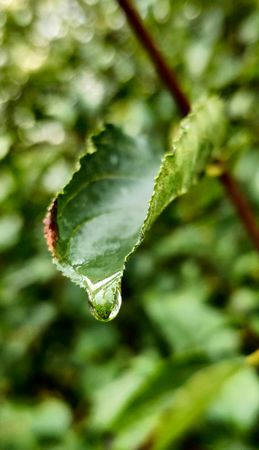 Rain drop on leaf
