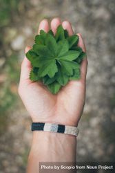 Person holding green leaf plant outdoor 5RBzO5