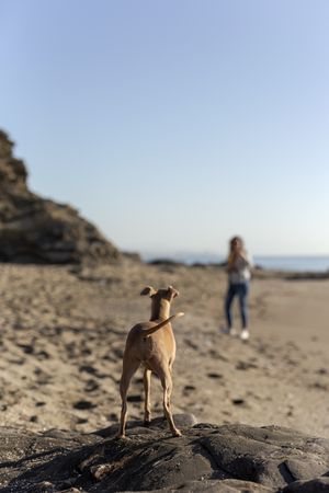 Beautiful brunette woman playing with dog on the beach