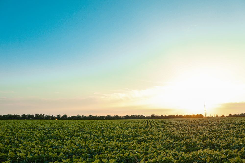 Green sunflower field at sunset, space for text. Agriculture