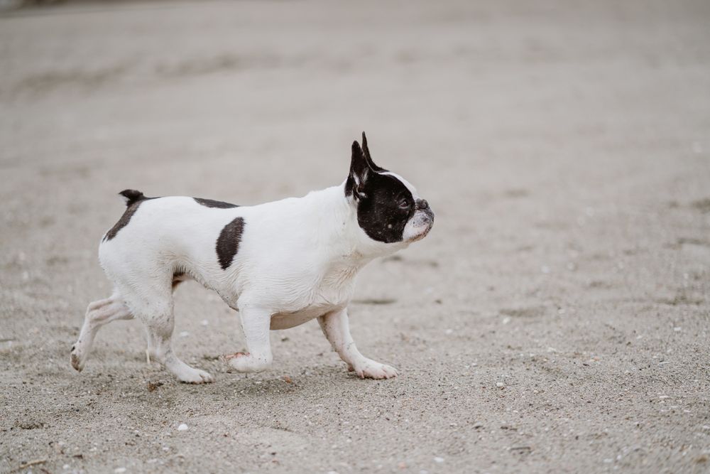 Dog running on beach near sea