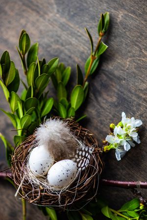 Easter card concept with delicate nest and eggs on wooden table and leafy branch