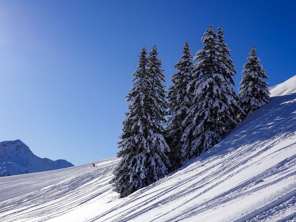 Snow clad spruces on the side of a ski slope on the Saanersloch mountain, Saanenmoser Switzerland