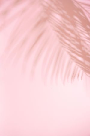 Tropical palm leaf shadows against pink background