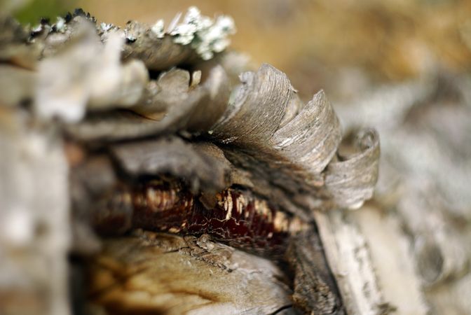 Bark on wood