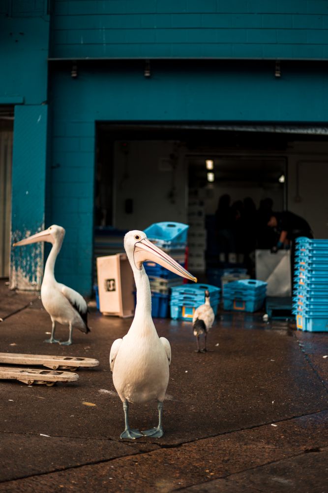 Three pelican standing on floor