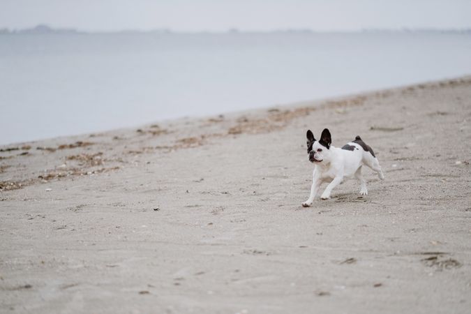 Dog running on beach near sea