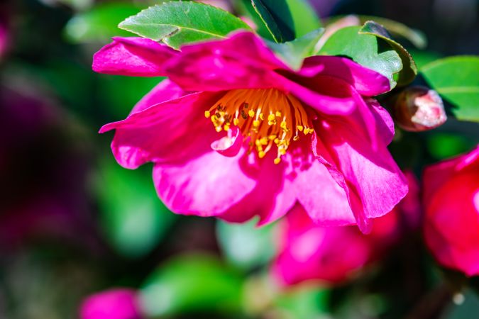 Bright pink flowers on the Gardenia tree