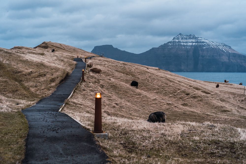 Faroe sheep on pasture