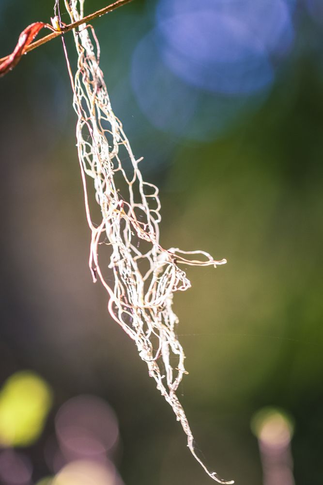 Dry fine vegetation growing in nature