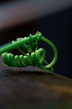 the intricate vine of a climbing plant