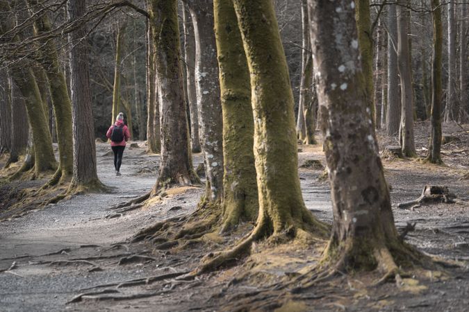 Tourist walking on footpath in forest park