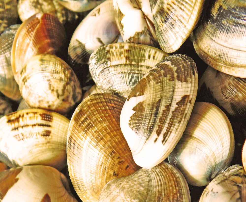 clam texture in the kitchen