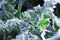 Green Leaves Covered with Frost in Early Winter