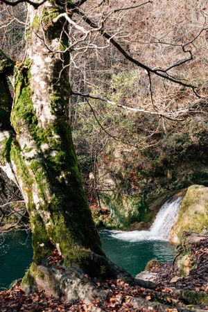 Mossy tree near small lake and waterfall