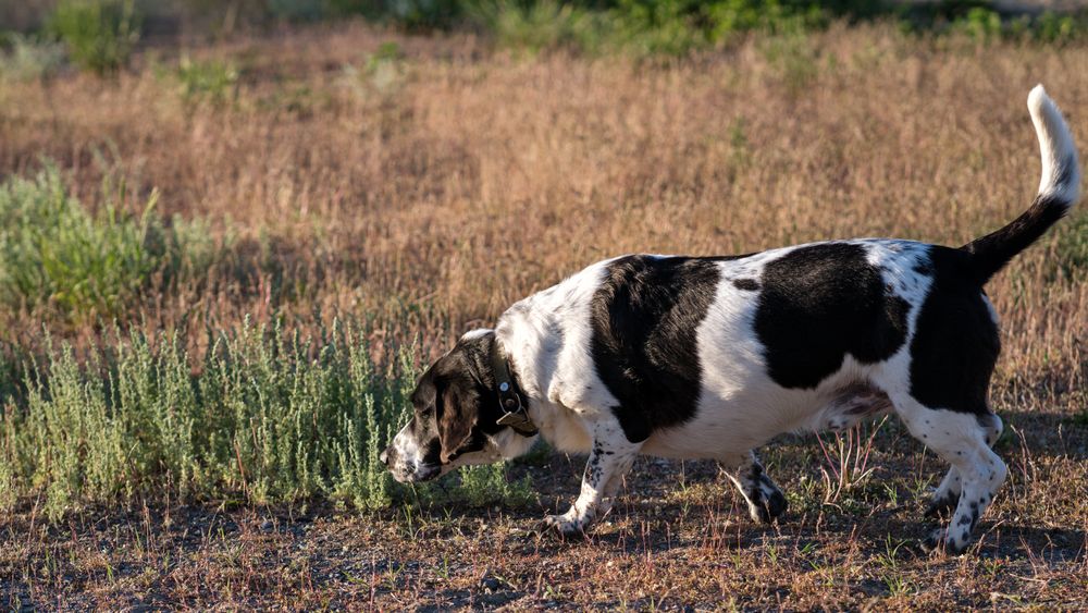 Hound sniffing ground in a sunlit field.