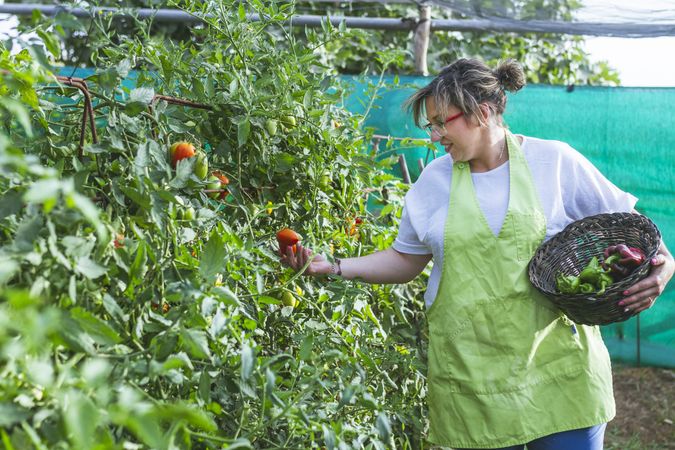 Gardener in apron harvesting vegetables from bushes in basket