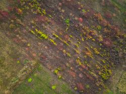 Aerial View of Cultivated Autumn Foliage in Transition.