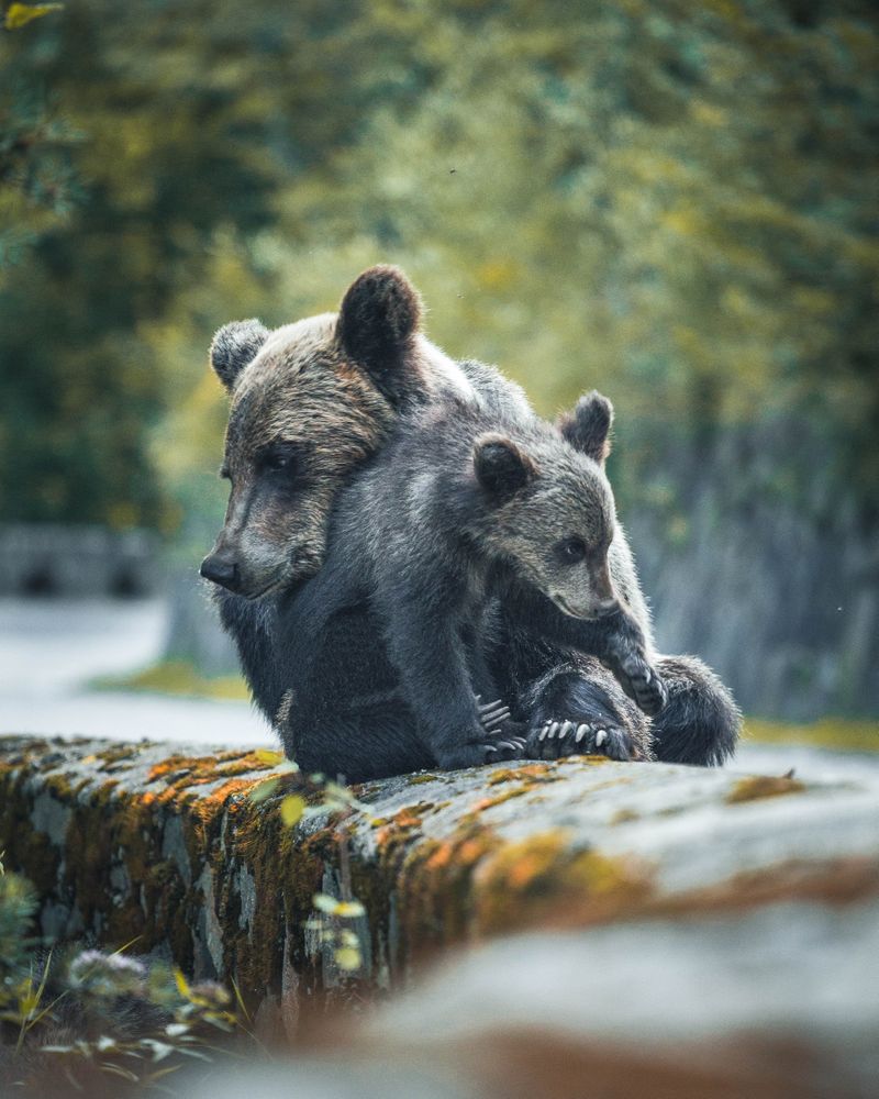 Two bears on tree log
