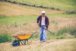 Mature man raking hay with pitchfork on field