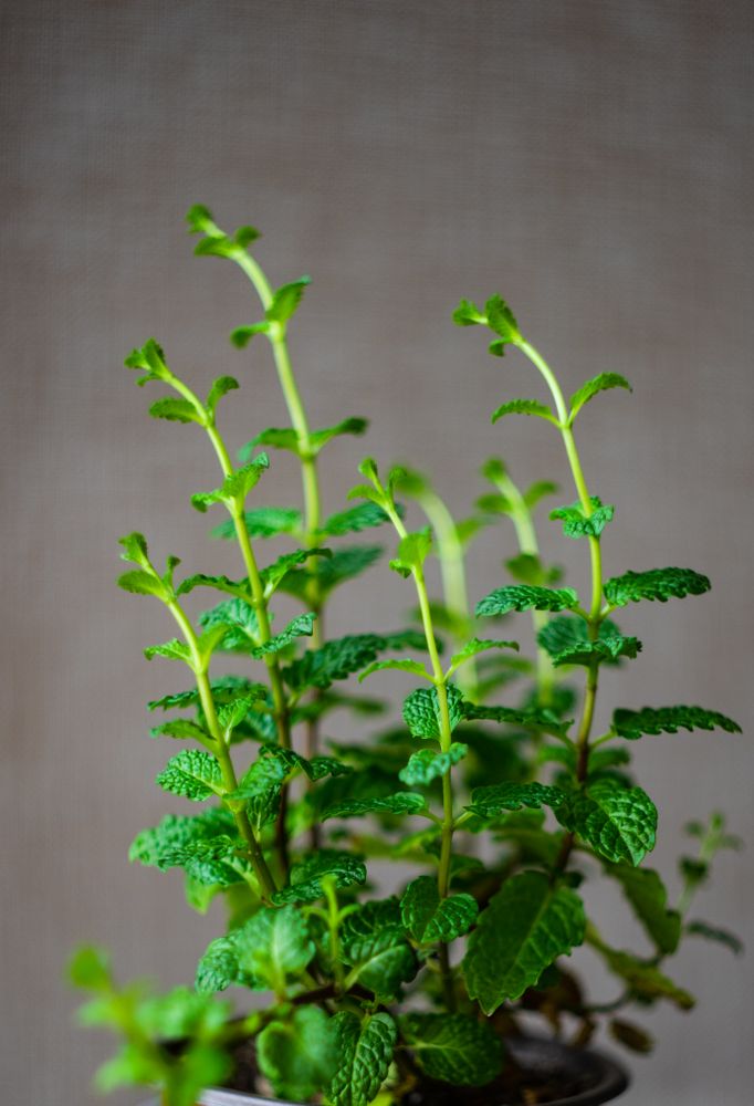 Fresh moroccan mint plant