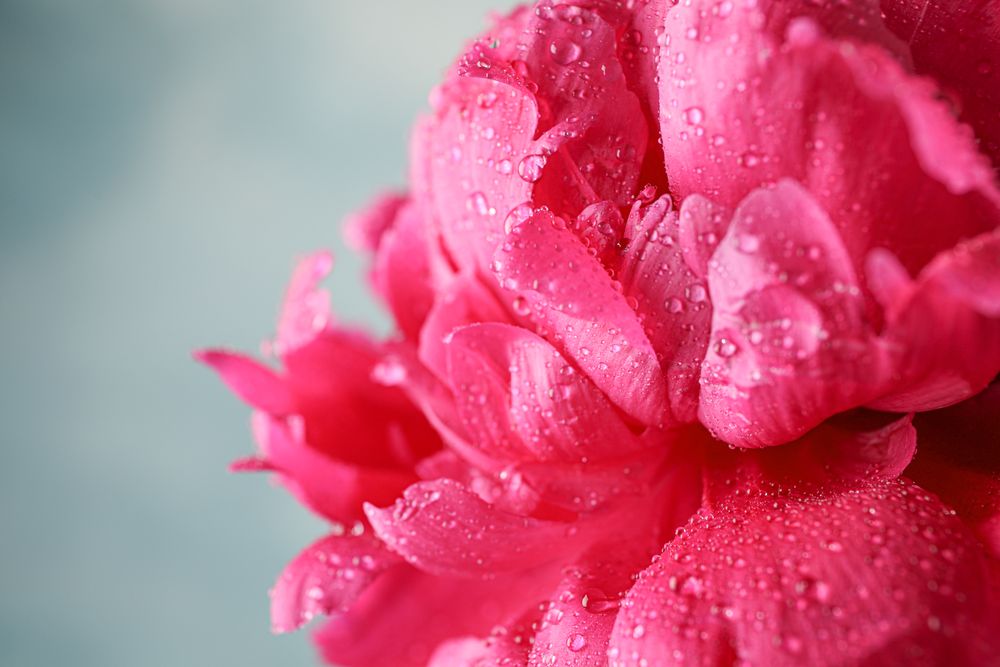 Beautiful pink peony flower with water drops against  light background, closeup and space for text